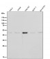 Anti-CCR8 Rabbit Monoclonal Antibody